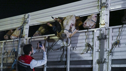 İstanbula kurbanlık hayvan girişleri başladı