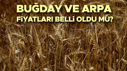 BUĞDAY FİYATLARI 2026 NE ZAMAN AÇIKLANACAK | TMO Hububat, arpa ve buğday alım fiyatı açıklandı mı, ne kadar oldu Güncel buğday fiyatları (ekmeklik, makarnalık buğday ve arpa) belli oldu mu