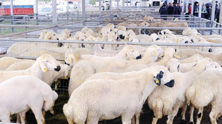 5 soruda kurbanlık seçimi
