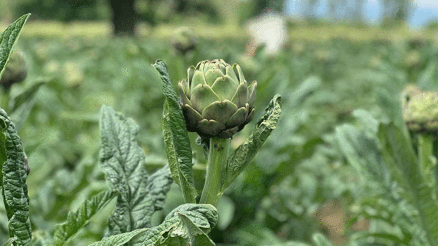 Tescilli Hasanağa enginarında hasat sezonu başladı