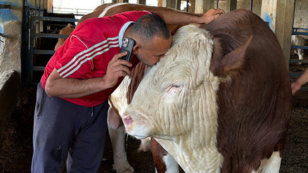 Çocuk gibi büyüttü, gardaşım diye hitap ediyor... Ayrılığı sezen boğanın duygulandıran değişimi