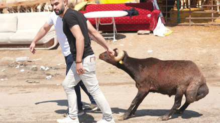 ‘Kurban’ klasikleri... Kaçan boğalar, yollarda kesimler, acemi kasaplar ‘Kurban’ klasikleri... Kaçan boğalar, yollarda kesimler, acemi kasaplar