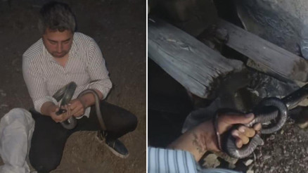 Yılancı Kemal koluna dolanan 1 buçuk metrelik 2 yılanı yakalayıp doğaya bıraktı