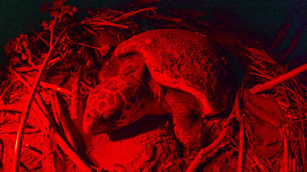 Belek Sahilinde görüntülendi: Caretta carettanın yumurtlama anı... Her 1000 yavrudan ancak 2-3 tanesi hayatta kalabiliyor