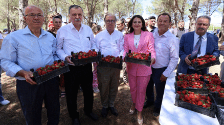 Osmancalı çileğinin ilk hasadı şenlikle yapıldı