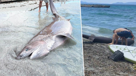 Kuşadası ilçesinde sahile vurdu: 3,85 metre uzunluğunda Köpekbalığı incelemeye alındı