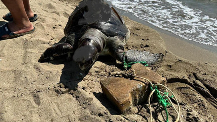 İzmir’de yürek yakan görüntü Yüzgecine parke taşı bağlanmış ölü deniz kaplumbağası kıyıya vurdu