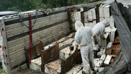 ABDde kamyon devrildi: Milyonlarca arı bölgeyi esir aldı