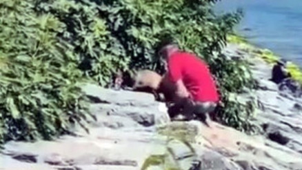 Sahilde köpeğe şiddet kamerada… Şüpheli gözaltına alındı Sahilde köpeğe şiddet kamerada… Şüpheli gözaltına alındı