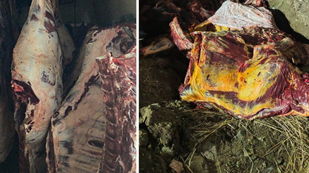 Jandarmanın durdurduğu araçta ele geçirildi: Tam 1.800 kg... Hepsi imha edildi