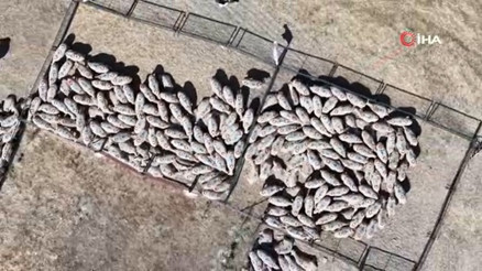 Bakan Yumaklı duyurdu: 1600 üreticiye toplam 160 bin küçükbaş hayvan