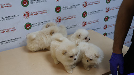Kapıkulede piyasa değeri 472 bin TL olan 6 Pomeranian yavrusu ele geçirildi