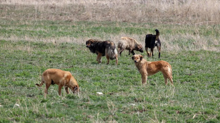 Sahipsiz köpek saldırıları 3 belediye başkanı hakkında soruşturma
