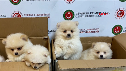 Kapıkulede Pomeranian cinsi 6 köpek yavrusu ele geçirildi