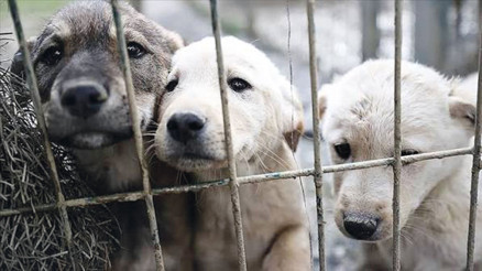 2 başkana ‘sahipsiz köpek’ soruşturması