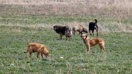 Ankara Valisi Canbolat açıkladı 52 bin sahipsiz sokak hayvanı toplandı