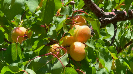 Malatyada kayısı hasadı başladı