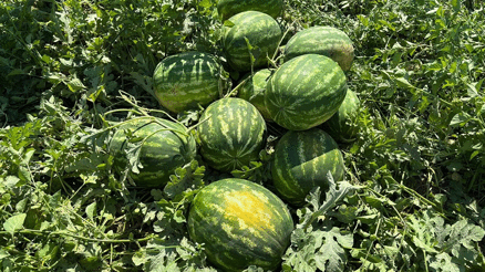 Torbalıda karpuz hasadı başladı Torbalıda karpuz hasadı başladı
