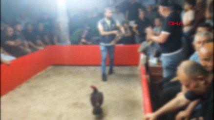 Hayvanları Koruma Derneği kurup horoz dövüştürdüler