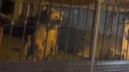 Sarıkamışta bahçeye giren ayı ailesi ev sahiplerini dışarıda bekletti
