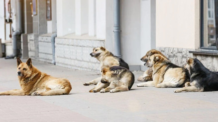 Ev köpeği 4 yaşındaki kızı öldürdü
