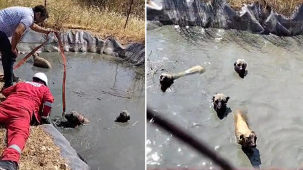 Tekirdağda gölette mahsur kalan 4 köpeği vatandaşlar kurtardı