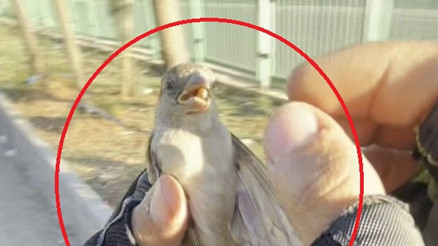 Motokurye, ağzındaki buğday tanesini çıkardığı serçeyi kurtardı