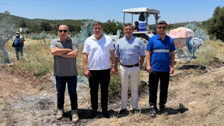 Zeytinler büyüyor, Milas kazanıyor