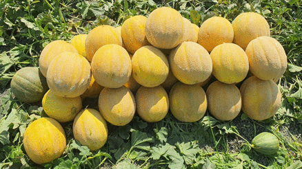 Hatayda kavun hasadı başladı