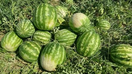 Cincin karpuzunda ilk hasat heyecanı