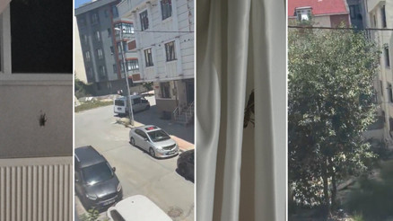 Sürü halinde Türkiyeye geliyor: Trakya ve İstanbulda çekirge istilası iddiası Ne yapacağımızı bilmiyoruz Sürü halinde Türkiyeye geliyor: Trakya ve İstanbulda çekirge istilası iddiası Ne yapacağımızı bilmiyoruz