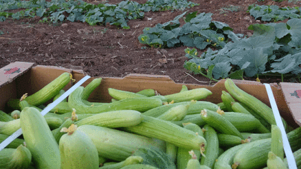 Batmanda organik yetişen acurun hasadı başladı