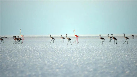 Bakan Kurumdan Flamingo paylaşımı: Son 5 yılın en yüksek yavru sayısına ulaştık