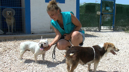 Hevesi kaçan sokağa bırakıyor: Bursada terk edilen cins köpekler yeni yuva bekliyor