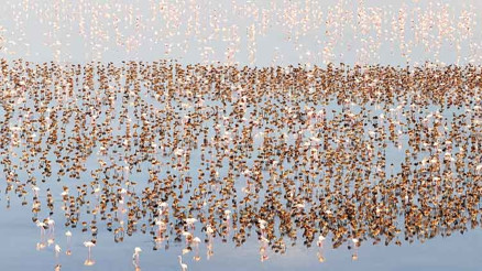Flamingo rekoru: 12 bin 800 yeni yavru kuluçkadan çıktı