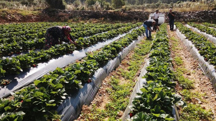 Muğla çileği projesi istihdamı da artırdı