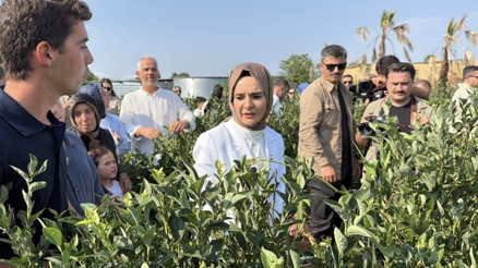 Bakan Göktaş, Düzce’de yaban mersini topladı