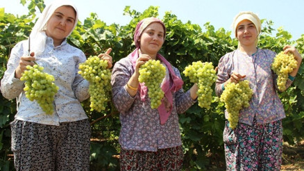 Üzümcünün kulağı TMO ve Tariş’te