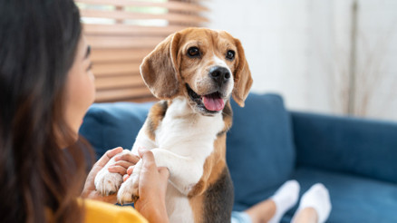 Köpekli evler çocuklar için daha iyi olabilir Köpekli evler çocuklar için daha iyi olabilir