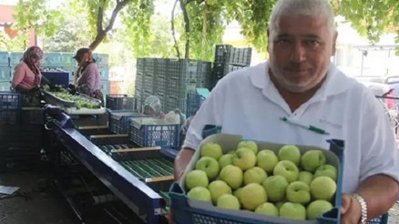 Bayramiç beyazında hasat başladı: Hedef, 10 bin ton