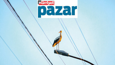 Leylekler özgürce uçabilsin, ölmesin