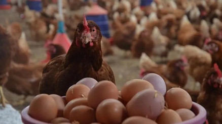 İngilterede yumurta paniği: Vaka sayısı 200ü aştı... 1 ölü
