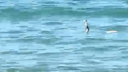Çeşmede sığ suda yılan hareketliliği: Panik yapıp kaçan da oldu, yüzmeye devam eden de Çeşmede sığ suda yılan hareketliliği: Panik yapıp kaçan da oldu, yüzmeye devam eden de
