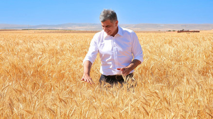 Kanatlı Buğdayının ilk tohumluk hasadı gerçekleştirildi