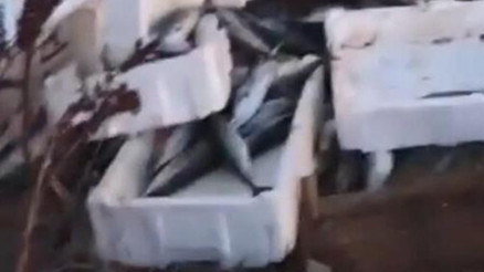 Arnavutköyde kasalar dolusu bozuk balığı araziye döktü; 40 bin lira ceza kesildi