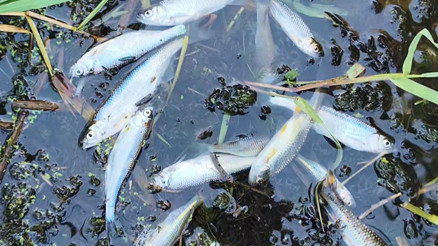 Tekirdağda derede toplu balık ölümlerine inceleme başlatıldı