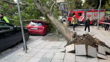 Şişlide park halindeki otomobilin üzerine ağaç devrildi; cadde trafiğe kapatıldı