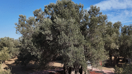 Bin yıllık zeytin ağacından hasat yapıldı