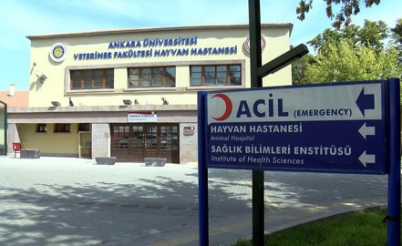 Yaban hayata şifa kliniği