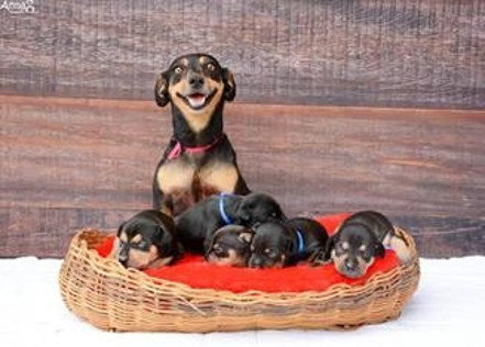Köpeklerde gebelik ve doğum süreci